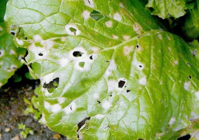 植物霉菌防治 植物霉菌防治