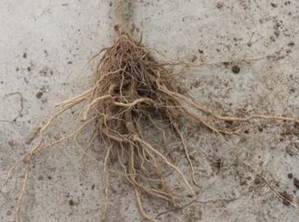 盆栽爛根處理 盆栽爛根處理