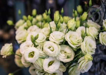 洋桔梗花語綠色