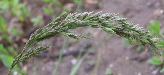 禾本科食用植物 禾本科食用植物