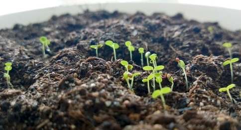 土壤發霉原因 土壤發霉原因