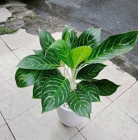 瑪麗安萬年青養護