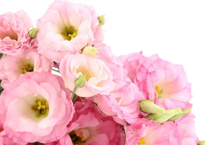 桔梗花種植方法