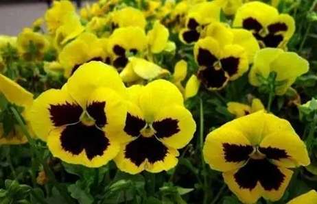 三片花瓣植物 三片花瓣植物