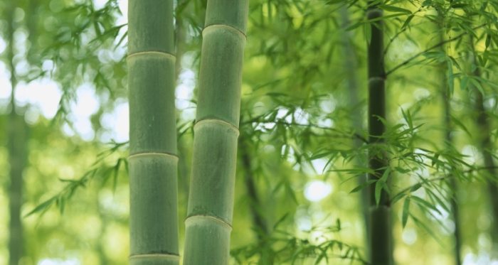 竹子樹用途 竹子樹用途