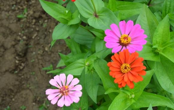 三片花瓣植物 三片花瓣植物