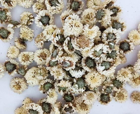 黃菊功效 黃菊功效