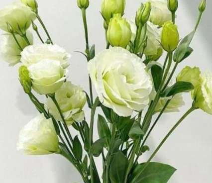 綠色洋桔梗寓意