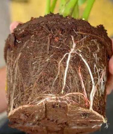 盆栽爛根處理 盆栽爛根處理