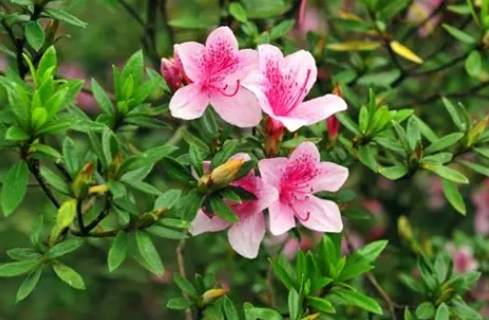 杜鵑花陰影管理