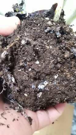 堆肥菌絲處理 堆肥菌絲處理