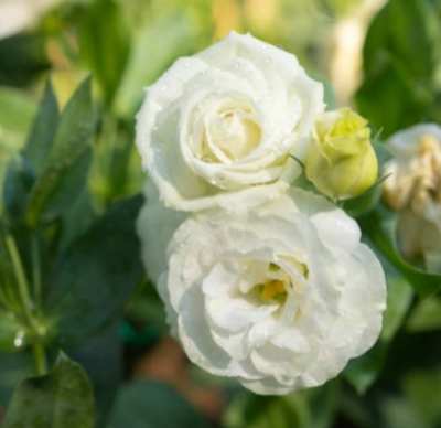 洋桔梗花語意思