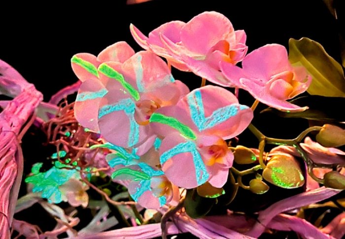 蘭花養護技巧 蘭花養護技巧