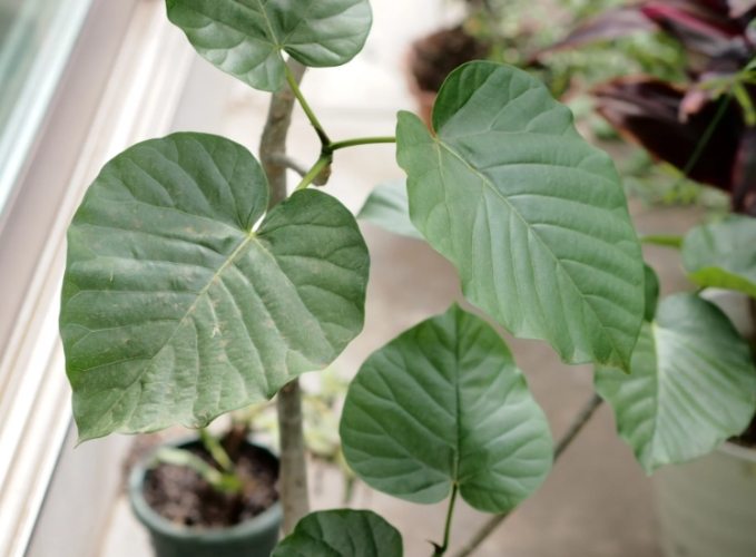 植物莖白白的成因