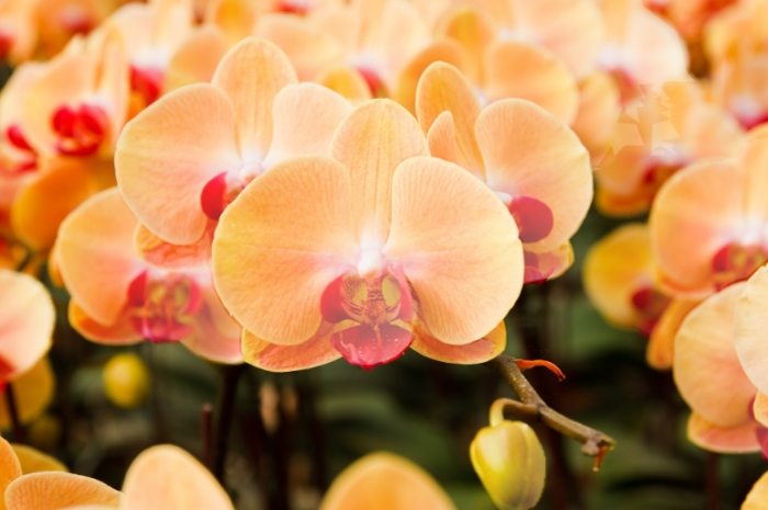 蘭花板植技巧 蘭花板植技巧