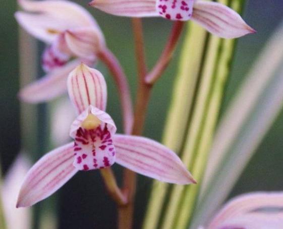 蘭花養護技巧 蘭花養護技巧