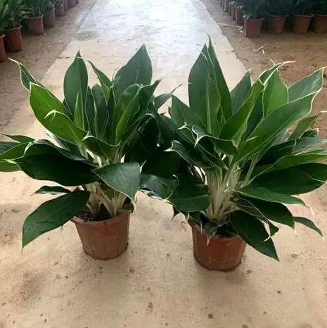 瑪麗安萬年青病蟲害