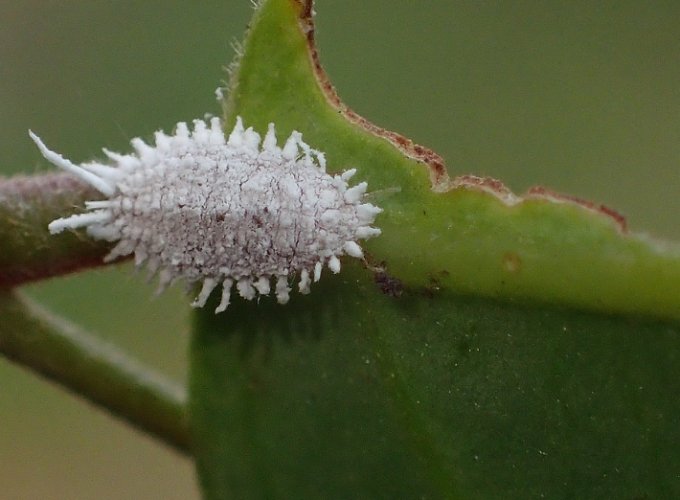根粉介殼蟲防治 根粉介殼蟲防治