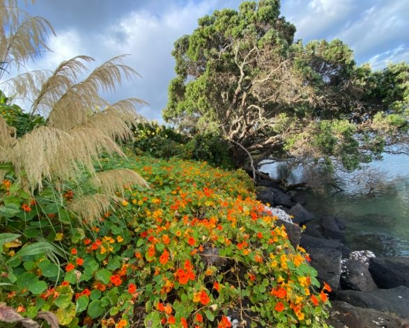 旱金蓮副作用 旱金蓮副作用