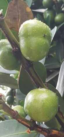 福木果實怎麼吃