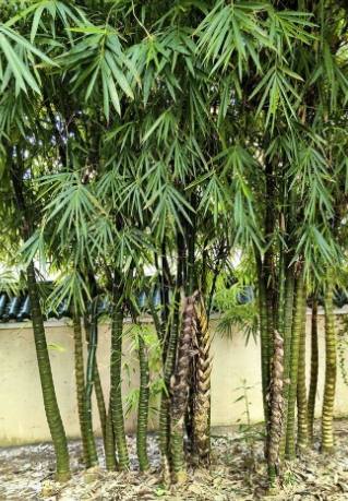 竹子種子 竹子種子