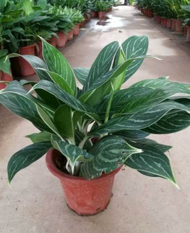 瑪麗安萬年青養護