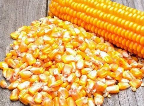 玉米果實種子