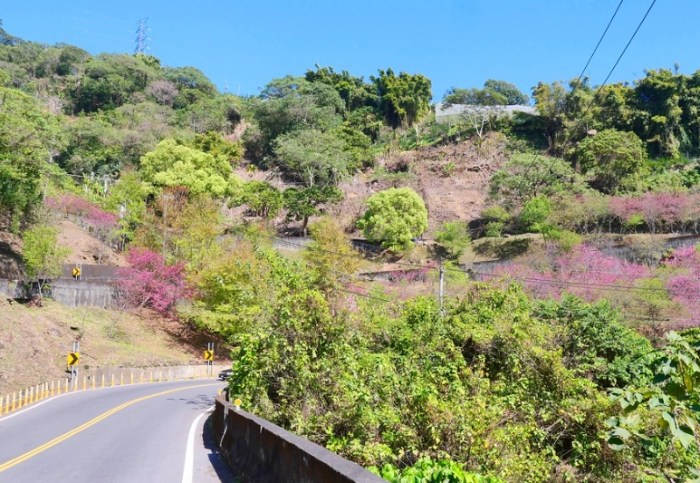 花蓮林榮新光 花蓮林榮新光