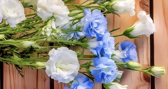 藍色桔梗花寓意 藍色桔梗花寓意