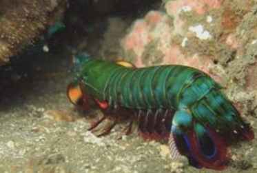 螳螂蝦飼養 螳螂蝦飼養