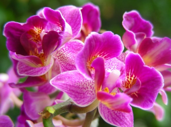 蘭花斷掉處理 蘭花斷掉處理