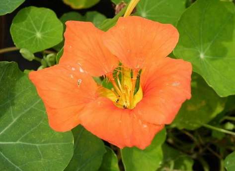 旱金蓮種子發芽