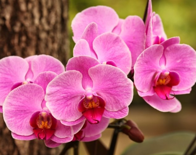 蝴蝶蘭繁殖 蝴蝶蘭繁殖