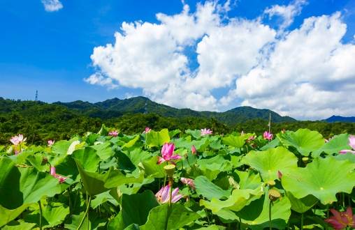 荷花種植 荷花種植