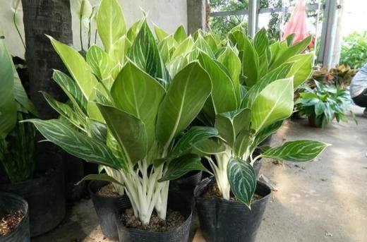 瑪麗安萬年青繁殖