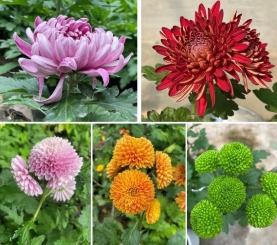 菊花種類 菊花種類