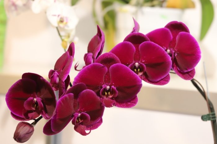 蘭花生根方法 蘭花生根方法