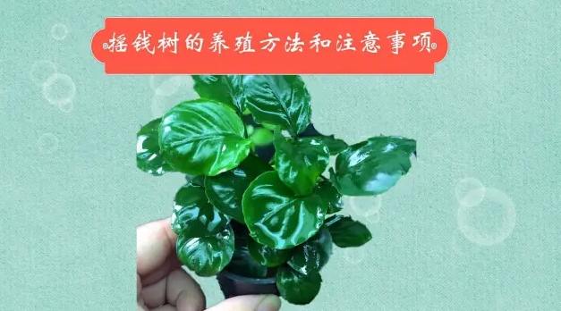 瑪麗安植物病蟲害 瑪麗安植物病蟲害