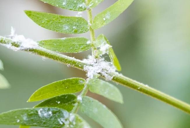 盆栽長白毛原因 盆栽長白毛原因