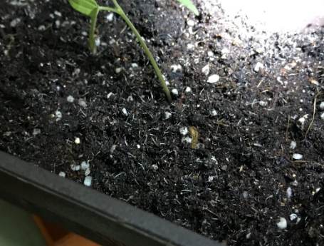 白點處理方法 白點處理方法