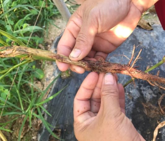 植物根部病害 植物根部病害