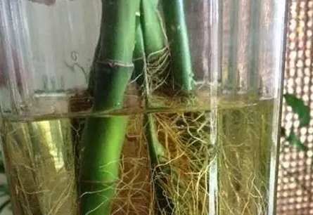 水培植物根部健康 水培植物根部健康