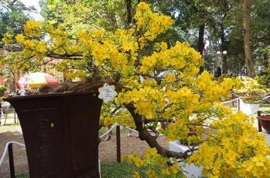 越南黃梅花養護