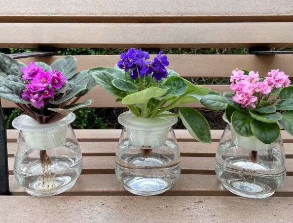 小型水培植物 小型水培植物