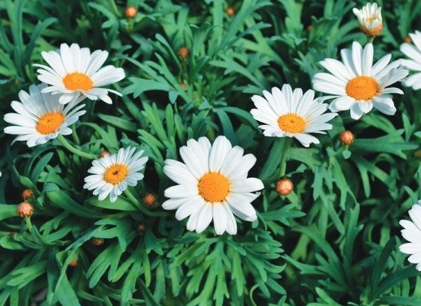 個人花語創作 個人花語創作