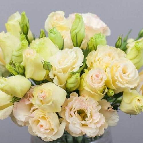 青春花卉象徵 青春花卉象徵