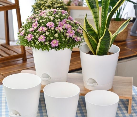 花盆變白原因 花盆變白原因