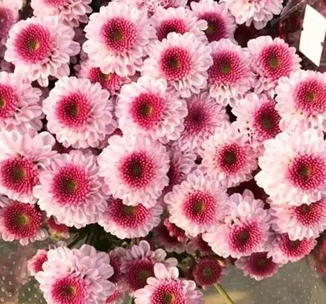 菊花種類 菊花種類