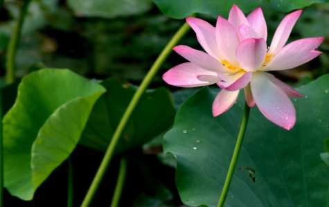 蓮花種類 蓮花種類