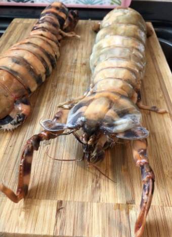 瀨尿蝦攻擊 防禦